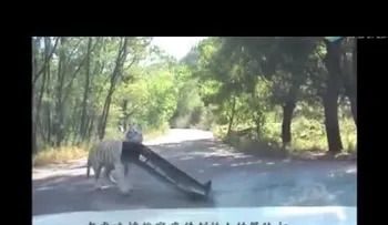 Un tigre arranca parte de un auto en una reserva de vida salvaje