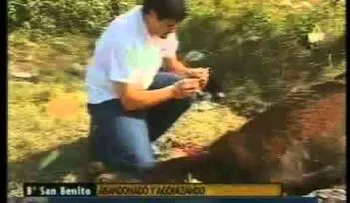 Procuraduría rescata a 25 caballos que eran explotados