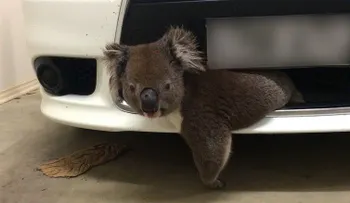 Un koala suertudo es arrollado por un auto y logra sobrevivir