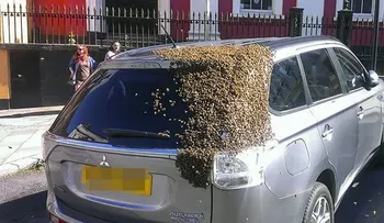 Una abeja reina quedó atrapada en un auto y 20.000 abejas lo persiguen por 2 días