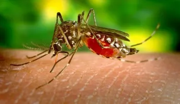 Desarrollan vacuna contra el dengue reduce incidencia de la enfermedad en niños y adolescentes