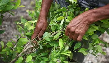 Colombia llega a niveles de récord en cultivos de coca y producción de cocaína, según informe de EE.UU.