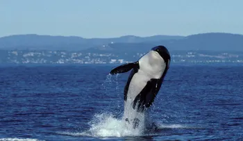 Muere la orca más vieja del mundo a los 105 años