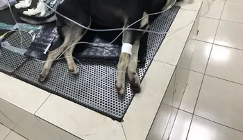 #PerritoSanMartín: El caso de un perro que habría sido lanzado desde uno de los pisos de un estadio en Ecuador