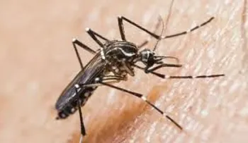 Epidemiólogo UCE advierte sobre plaga mosquito por lluvias