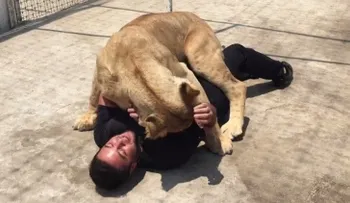 Una leona arroja al suelo un hombre y? lo abraza