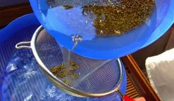 Esta semilla causa furor a los doctores: Adelgaza, controla la diabetes, mejora el hígado y los riñones