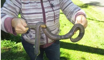 Una lombriz gigante en Australia causa estupor en las redes