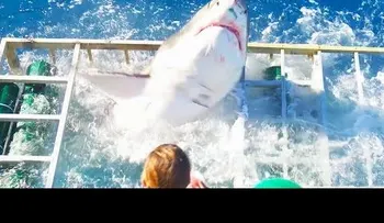 Tiburón se mete en la jaula de un buceador