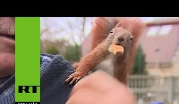La ardilla que no se separa de su mejor amigo (humano)