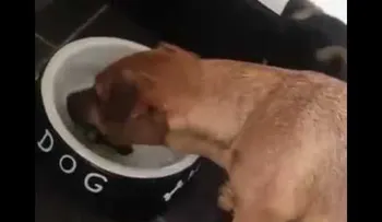 Un perro quiere comerse un hueso? pintado en su plato