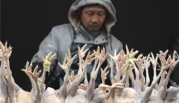 En China vendían pollos vencidos desde hace más de 40 años 
