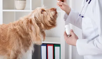 Consejos para cuidar de la higiene y salud de tu perro