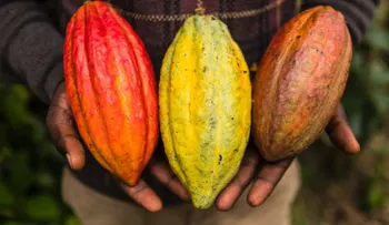 El secreto del cacao gourmet de Honduras