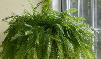5 Plantas que te ayudarán a dormir mejor