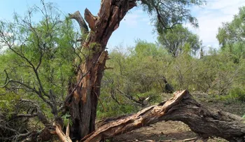 Muere niño tras caerle un árbol encima mientras jugaba con otros menores
