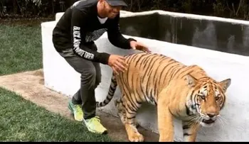 Lewis Hamilton asusta a un tigre