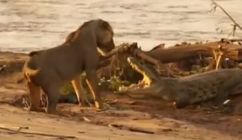 Video: un joven león defiende a una cría del ataque de un cocodrilo