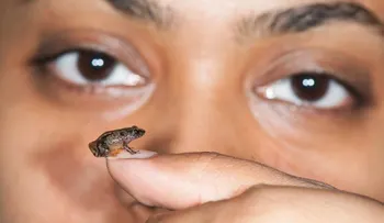 Descubren nuevas ranas miniaturas en la India que caben en una moneda