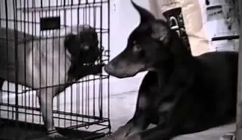 El perro fue dejado abandonado. No te pierdas quién acudió a liberarlo