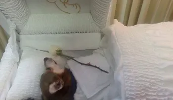 Dueño funeraria que veló a su perro podría enfrentar multa de 5.000 dólares
