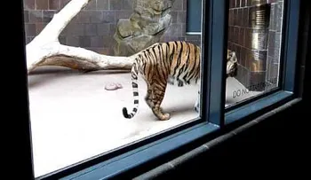 Borracha que se metió en la jaula de los tigres para acariciarlosn (VIDEO)