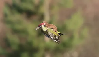 Impresionante imagen: Una pequeña comadreja con un pájaro carpintero 