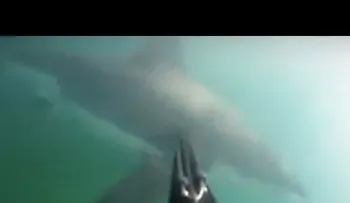 Un buzo graba cómo es atacado por un tiburón blanco