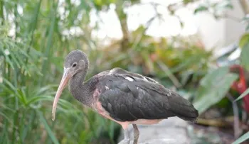 RD tiene plan estratégico para resguardar biodiversidad en áreas protegidas