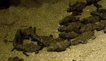 Reportan 1er nacimiento tortuga de este año en playa de RD