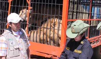 Ponen en cautiverio a tres leones porque se comieron a tres aldeanos