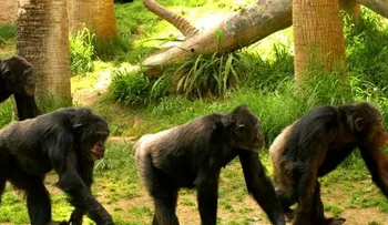 La hernia de disco, una herencia directa de los chimpancés