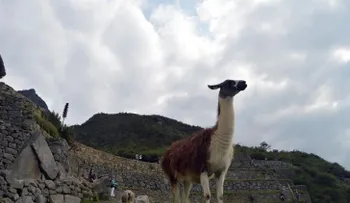 La llama, una esperanza contra el COVID-19 y la inseguridad alimentaria