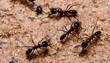 Anota estos sabios consejos para alejar insectos de su hogar