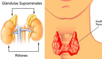 No espere a saberlo tarde sobre tus glándulas tiroides 