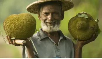 La Jaca o Panapén es la fruta que salvaría a millones de personas del hambre en el MUNDO
