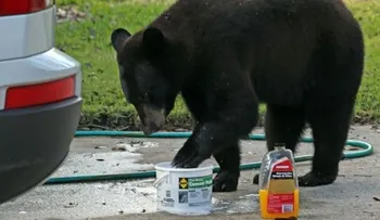 Oso ataca hombre frente a motel antes de iniciar temporada de cacería en Florida