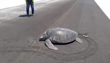 Una tortuga marina sube del agua para desovar y encuentra la playa convertida en la pista de un aeropuerto