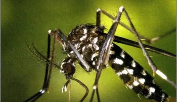 Video: prevención de la chikungunya en cualquier parte del mundo