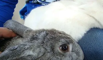 Se han incrementado casos de tularemia en EEUU este año