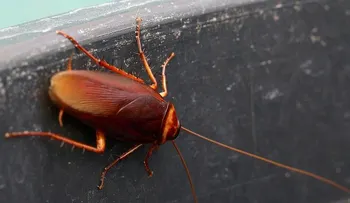 Cómo ahuyentar las cucarachas sin tener que matarlas