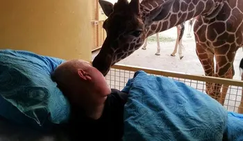 Jirafa da un beso de «despedida» al cuidador, con cáncer terminal 