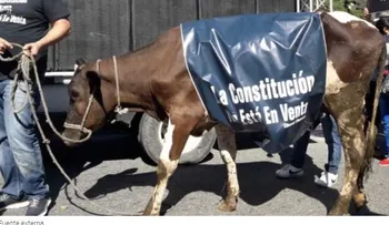Llevan vaca a "protestar" en el Congreso Dominicano contra proyecto habilitaría a Danilo Medina 