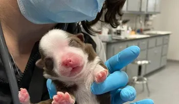 Insólito: nace perrita con seis patas y dos colas