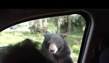 El aterrador momento en que un oso salvaje abre la puerta de tu coche