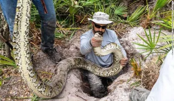 Florida busca cazadores profesionales de serpientes para exterminar a las invasoras de los Everglades