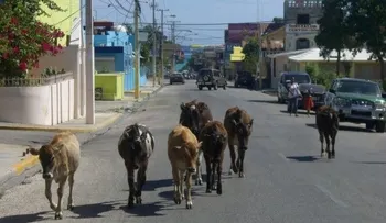 Comunitarios piden a Alcaldía Barahona donar carne de vacas deambulan en calles 