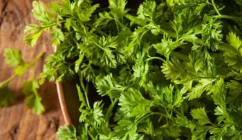 Ajo, salvia, infusión de perifollo y espliego para disminuir los niveles del colesterol 
