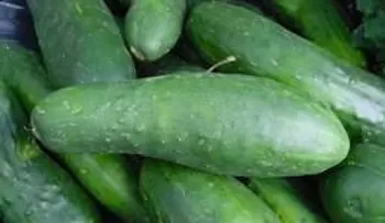 Descubren el pepino tiene una aroma que logra excitar a las mujeres