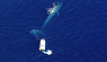 Rescatistas intentan salvar a una ballena azul enredada en redes de pesca
